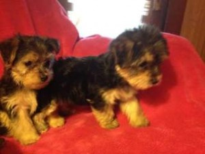 angelic yorkie puppies for adoption