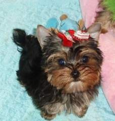 Teacup Yorkie Puppies For Free Adoption Now