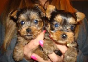 Lovely Tea Cup Yorkie Babies Ready