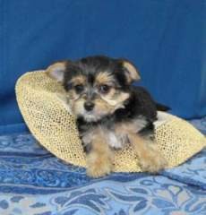 Re-homing two Yorkie terrier PUPPIES (M&amp;F)