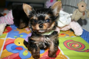 Available Teacup Yorkie Puppies