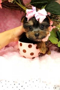 Affectionate Teacup Yorkie puppies Ready Now