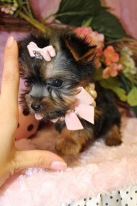 Cute and Adorable Teacup Yorkie puppies Available