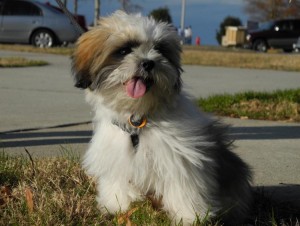 Healthy Akc Reg Female Shih Tzu For Reasonable Rehoming