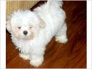 Inteligent and Beautiful Teacup Maltese Puppies Ready for a Lovely Home.....