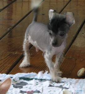 ADORABLE CHINESE CRESTED PUPPIES FOR RE-HOMING