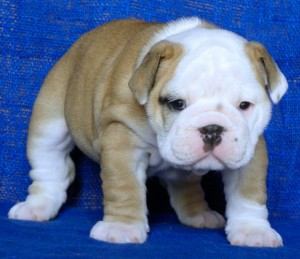 Adorable English bulldog Puppies for Adoption