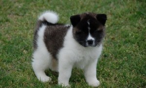 Akita puppies for good homes