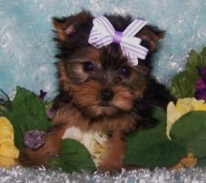 extremely cute teacup yorkie puppies available for adoption