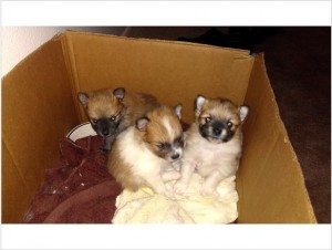 Ajaja Pomeranian puppies for re homing