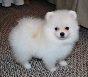 pomeranian puppies for adoption