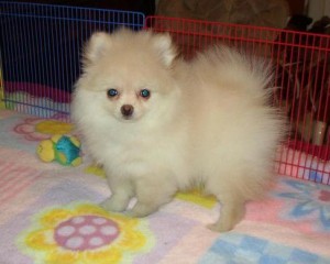 Lovely Pomerian Puppy  for a good home.