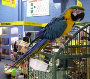 Companion Blue And Gold Macaw Parrots