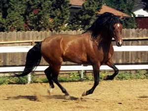 Andalusian horse cute horse for adoption.