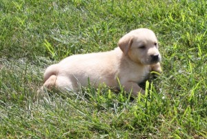 labrador puppies for a good home