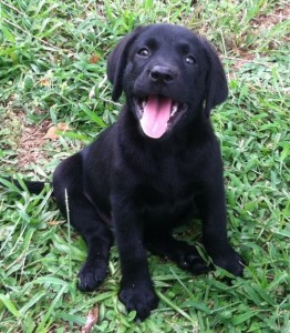 OUTSTANDING LABRADOR PUPPIES FOR A GOOD HOME