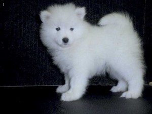 Samoyed puppies now READY FOR ADOPTION !!!