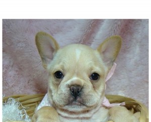 french bulldogs puppies  FOR FREE ADOPTION