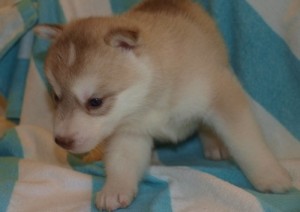 ADORABLE SIBERIAN HUSKY PUPPIES FOR ADOPTION