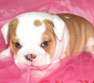 MARVELOUS ENGLISH BULLDOG PUPPIES FOR FREE ADOPTION