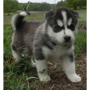 Blue eyes Siberian Husky Puppies