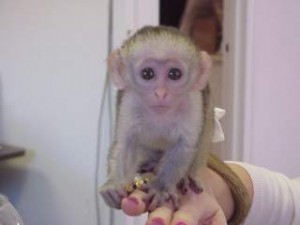 FRIENDLY BABY CAPUCHIN MONKEY FOR ADOPTION