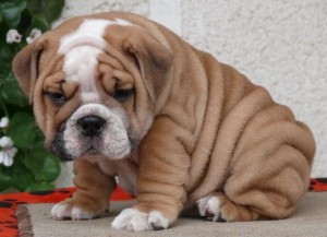 Adorable English bulldog Puppies for Adoption