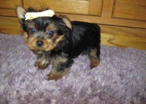 Smart &amp; Brilliant Tea Cup Yorkie Male And Female For Adoption