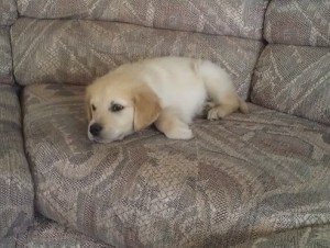 Healthy Golden Retriever Puppies Available Now For Sale!