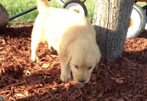 Absolutely darling Golden Retriever Puppies, boys &amp; girls, Registered/registerable