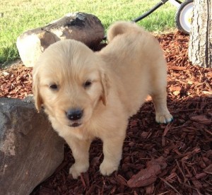 Adorable Male and female Golden Retriever puppies for good home