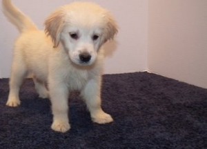AKC Registered Golden Retriever puppies for sale