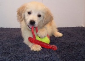 Awesome show quality Golden Retriever puppies