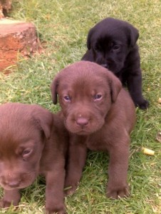 Labrador Retriever Puppies for re homing!