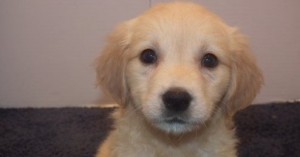 Beautiful Golden Retriever puppies for sale