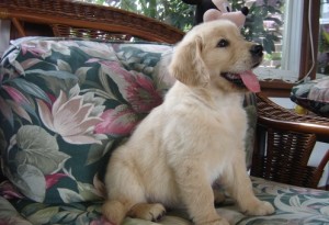 Adorable Males And Females Golden Retriever Puppies