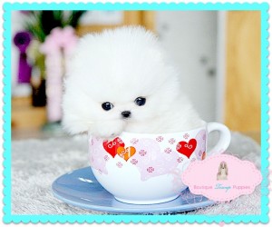 Pure birth Pomeranian puppies for re homing