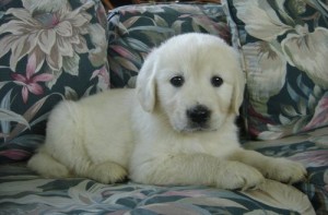 Champion Golden Retriever Puppy, BEAUTIFUL Golden pups