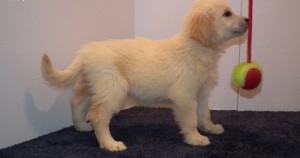 Outstanding and home trained Golden Retriever Puppies For Sale.