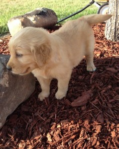 Healthy Males and females Affordable Golden Retriever puppies now for sale