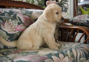 Cute Golden Retriever Puppies for Sale