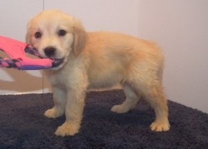 lovely Golden Retriever puppies in their sizes.