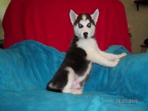 CUTE FULL BREED SIBERIAN HUSKY PUPPIES FOR ADOPTION