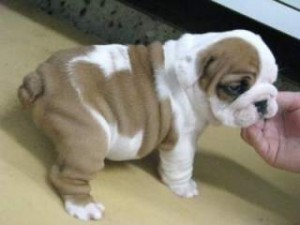 akc female english bulldog puppy ready for adoption