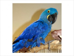 TALKING BLUE &amp; GOLD MACAW HAND FEED