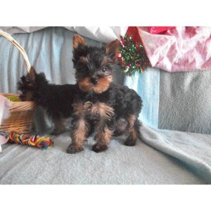 Affectionate Male and Female Akc Yorkie Puppies for Adoption