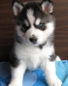 Affectionate Siberian husky puppies for sale.