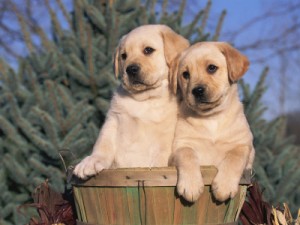 Wow!!!Male and Female labrador Puppies For Adoption.