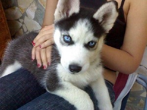 Talented Siberian Husky Puppies For Adoption