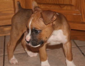 Fawn Boxer puppies for Re-Homing